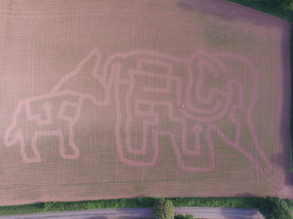 Maize Maze