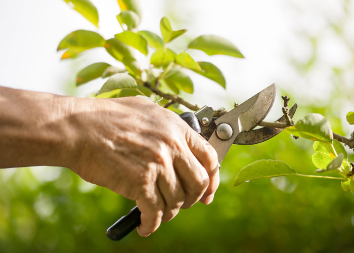 Secateurs, Loppers & Shears