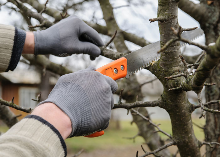 Pruning Saws